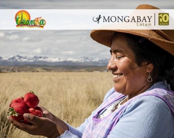 Día de la Tierra: Mujeres usan sistema de bombeo solar para producir fresas en las alturas del Cusco