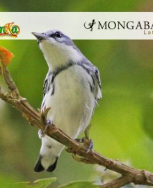 Día Mundial de las Aves Migratorias: la ciencia ciudadana como pilar de la conservación