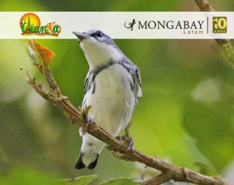 Día Mundial de las Aves Migratorias: la ciencia ciudadana como pilar de la conservación