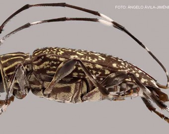 Madre de Dios: descubren nuevo género de escarabajo y otras nueve especies desconocidas