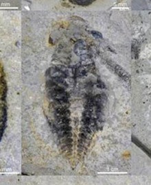 Hallan en China unas 100 especies de animales extintos hace 500 millones de años