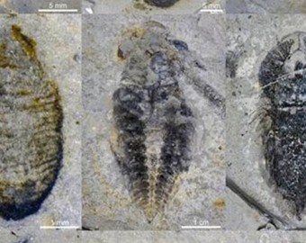 Hallan en China unas 100 especies de animales extintos hace 500 millones de años