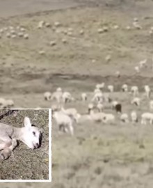 Huancavelica: falta de agua mata a alpacas y ovinos
