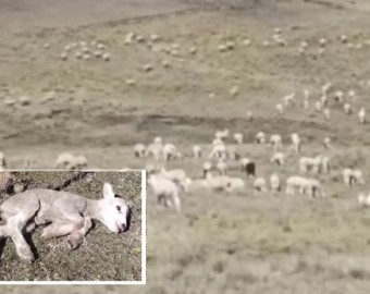 Huancavelica: falta de agua mata a alpacas y ovinos