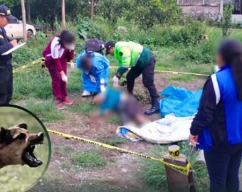 Jauría de perros ataca y mata anciano en Cansichihua