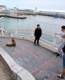 Moquegua: lobos marinos recorren el centro de Ilo en busca de alimento