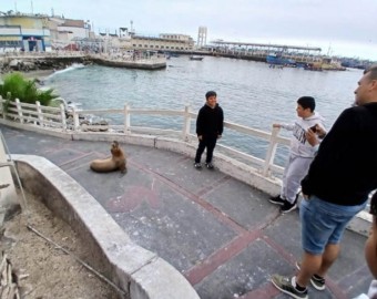 Moquegua: lobos marinos recorren el centro de Ilo en busca de alimento