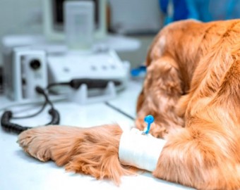 Arequipa: Indecopi multa a clínica veterinaria por dejar tornillo industrial dentro de mascota