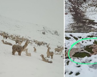 Intensas nevadas provocan mortandad de crías de alpacas y llamas en distrito de Totora Oropesa