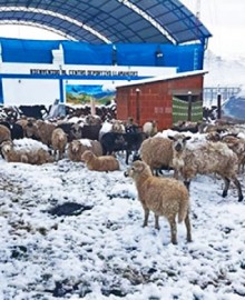 Intensa nevada afecta sembríos y animales domésticos en Cotabambas