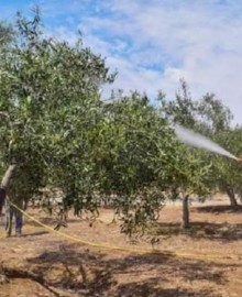 Tacna: advierten que hasta el 80 % de la producción de olivo podría verse afectada por el fenómeno El Niño