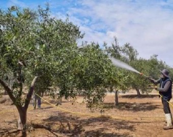 Tacna: advierten que hasta el 80 % de la producción de olivo podría verse afectada por el fenómeno El Niño