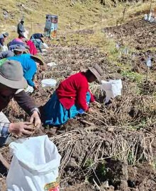 INIA cosecha más de 9 mil semillas de papa nativa de alto valor para mejorar calidad del tubérculo