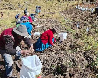 INIA cosecha más de 9 mil semillas de papa nativa de alto valor para mejorar calidad del tubérculo
