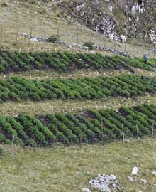 INIA instala parcela para mejorar calidad genética de papa nativa en zona de agrobiodiversidad Paymakis 