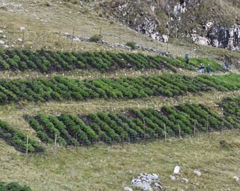 INIA instala parcela para mejorar calidad genética de papa nativa en zona de agrobiodiversidad Paymakis 
