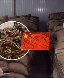 Ica: productores envían primer cargamento de exportación de pecanas a China