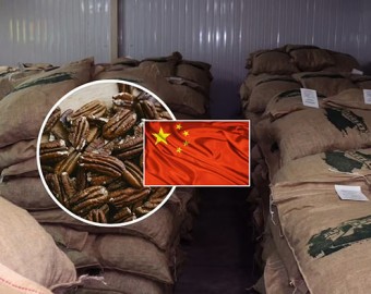 Ica: productores envían primer cargamento de exportación de pecanas a China