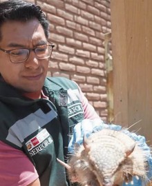Arequipa: prohíben uso de animales en rituales y “limpias” de fin de año