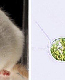 El alga que revolucionará las neurociencias
