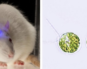 El alga que revolucionará las neurociencias