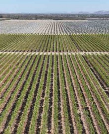 Las frutas de la sed: el negocio que agota el agua de Ica para exportar al mundo