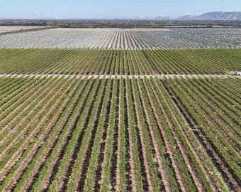 Las frutas de la sed: el negocio que agota el agua de Ica para exportar al mundo