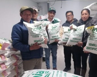 Más de 6 toneladas de semillas de quinua y maíz amiláceo de calidad para mejorar producción agraria de Apurímac