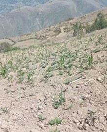 Senamhi: escasez de lluvias y bajas temperaturas ponen en riesgo campaña agrícola 2025-2026 