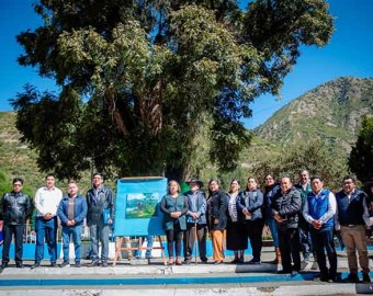 Árbol con más de 400 años ubicado en Chalhuanca es reconocido como patrimonio por SERFOR 