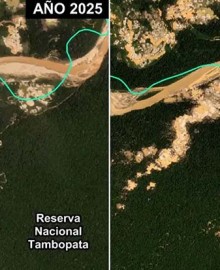 Madre de Dios: minería ilegal avanza en área protegida de Tambopata y deforesta más de 500 hectáreas 