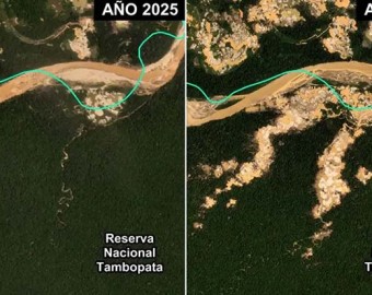 Madre de Dios: minería ilegal avanza en área protegida de Tambopata y deforesta más de 500 hectáreas 