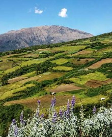 Serfor conforma Mesa Técnica Regional de Restauración de Ecosistemas y Tierras Forestales