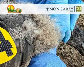 Uchuy: el primer polluelo de cóndor andino que lleva un transmisor satelital en Perú