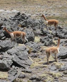 SERFOR: 30,000 mil vicuñas censadas este 2025 en Apurímac 