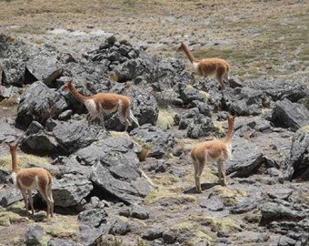 SERFOR: 30,000 mil vicuñas censadas este 2025 en Apurímac 