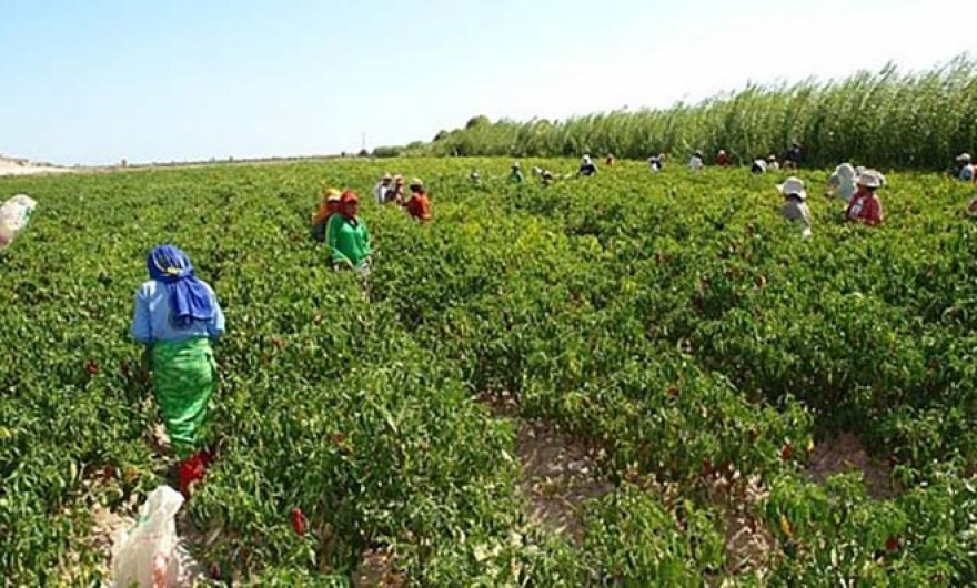 OCDE recomienda a Perú acabar con los beneficios fiscales para grandes agroexportadoras