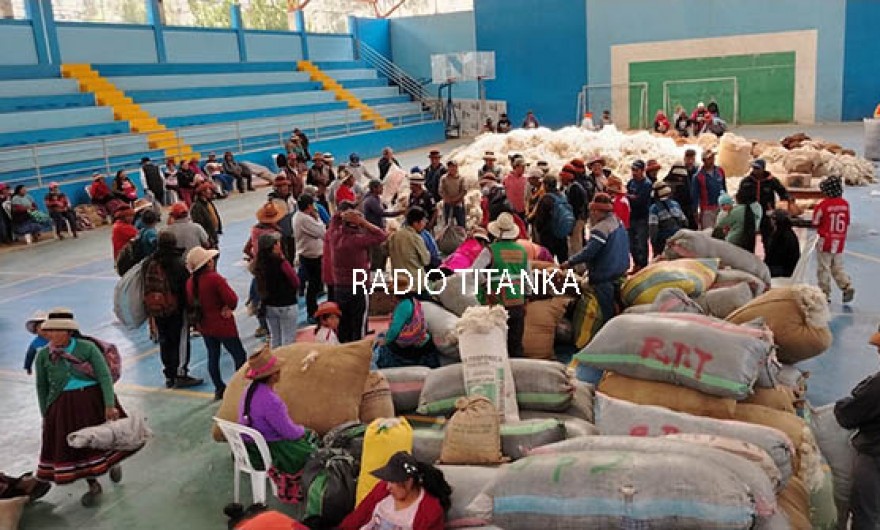 SPAR Totora Oropesa comercializó más de 66 mil kilos de fibra de alpaca en éxitoso acopio 
