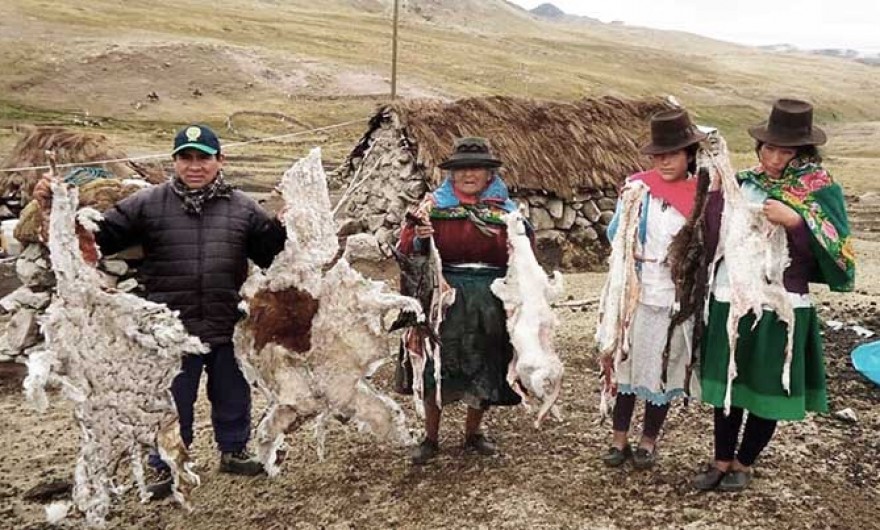 Ayacucho: heladas pone en riesgo de muerte población de alpacas