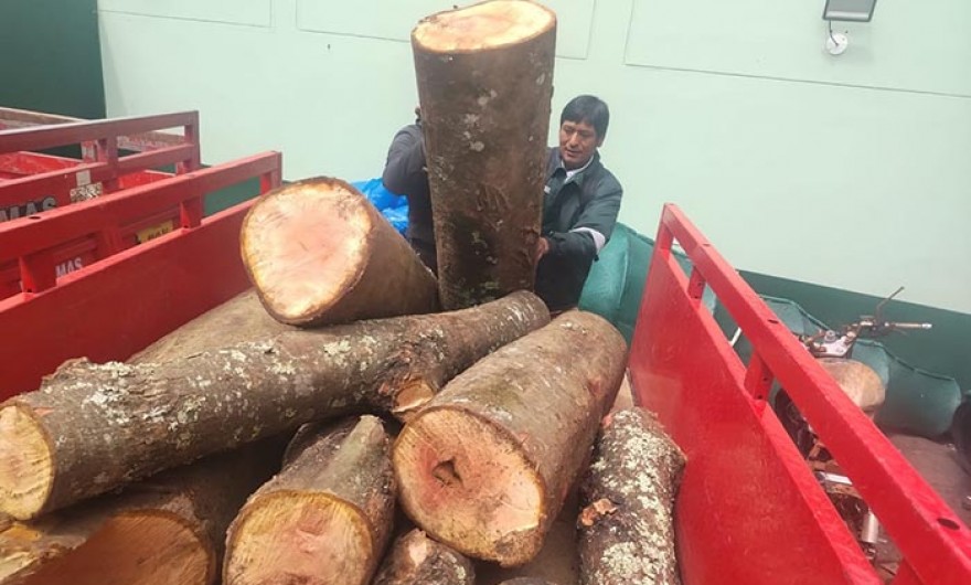SERFOR y PNP incautan madera de la especie cedro en Tejahuasi 