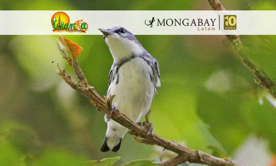 Día Mundial de las Aves Migratorias: la ciencia ciudadana como pilar de la conservación