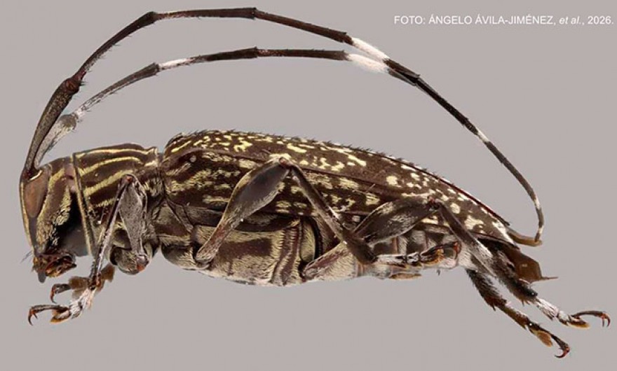Madre de Dios: descubren nuevo género de escarabajo y otras nueve especies desconocidas