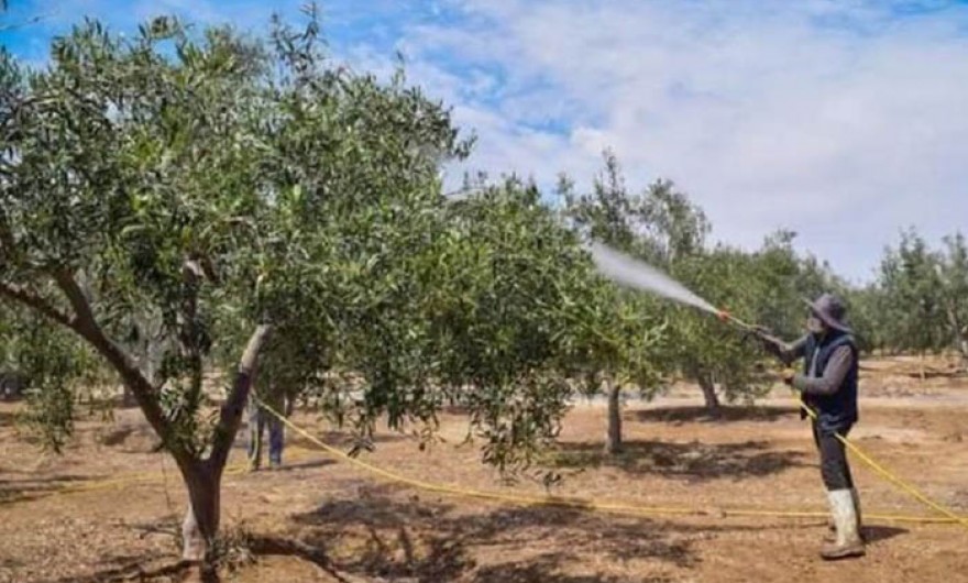 Tacna: advierten que hasta el 80 % de la producción de olivo podría verse afectada por el fenómeno El Niño
