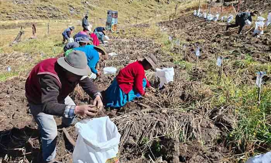 INIA cosecha más de 9 mil semillas de papa nativa de alto valor para mejorar calidad del tubérculo