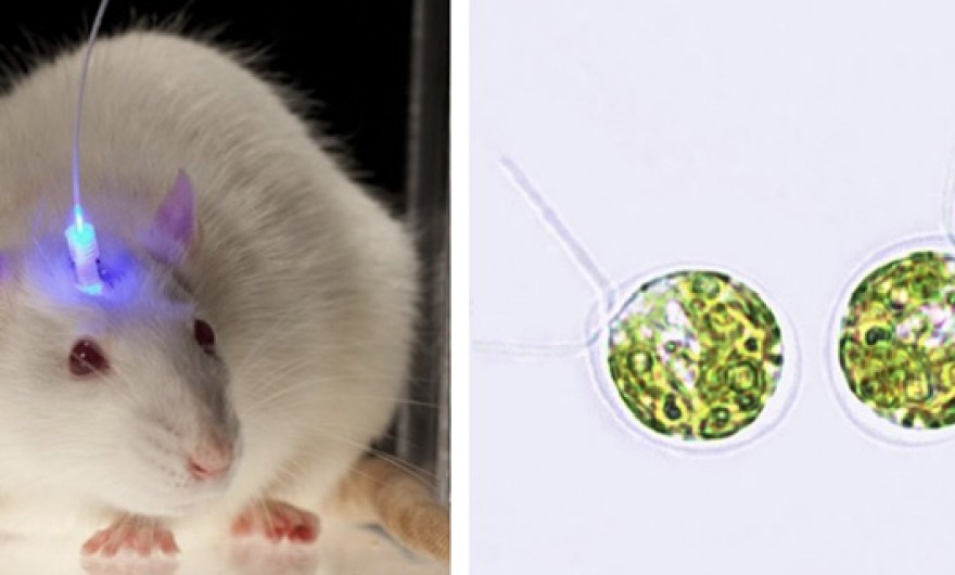 El alga que revolucionará las neurociencias