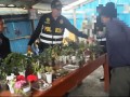 Allanan vivero informal donde se cultivaba plantas de marihuana y amapola, en San Jerónimo 