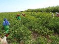 OCDE recomienda a Perú acabar con los beneficios fiscales para grandes agroexportadoras