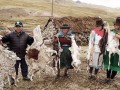Ayacucho: heladas pone en riesgo de muerte población de alpacas