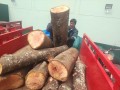 SERFOR y PNP incautan madera de la especie cedro en Tejahuasi 