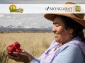 Día de la Tierra: Mujeres usan sistema de bombeo solar para producir fresas en las alturas del Cusco